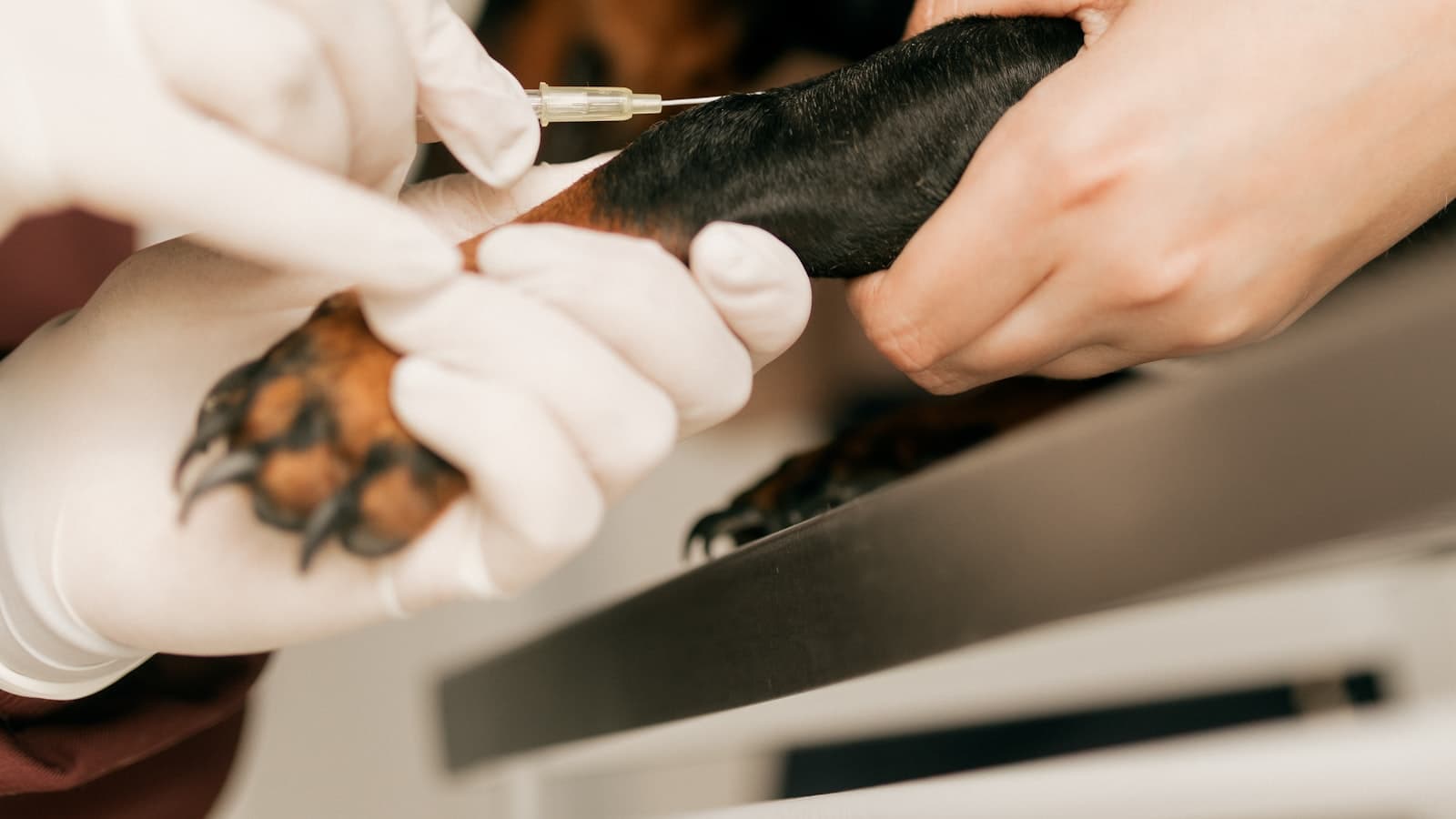 Veterinaria aplicando una vacuna a un perro con guantes de látex